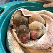 news-hundewelpen-tierarztpraxis-wedemark